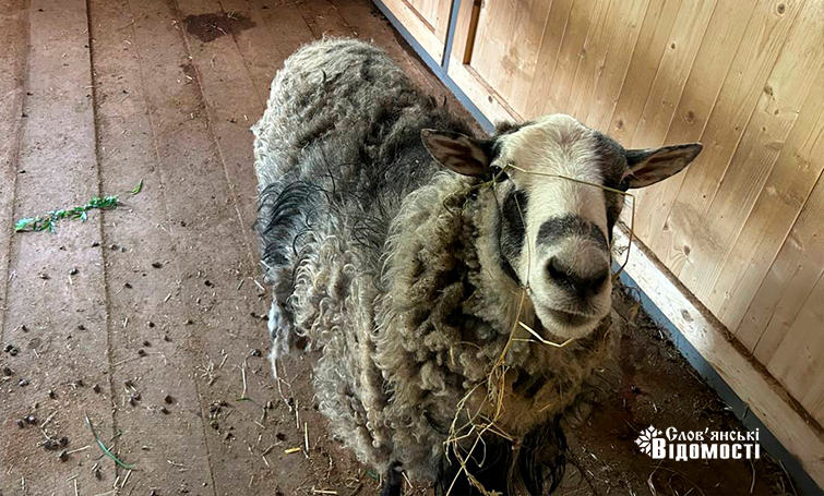 photo 5253795646954133984 y