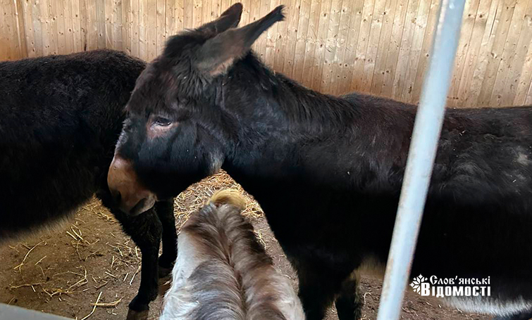 photo 5253795646954134009 y