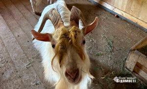 Які тварини є у контактному зоопарку в Слов’янську