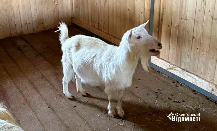 photo 5253795646954134014 y