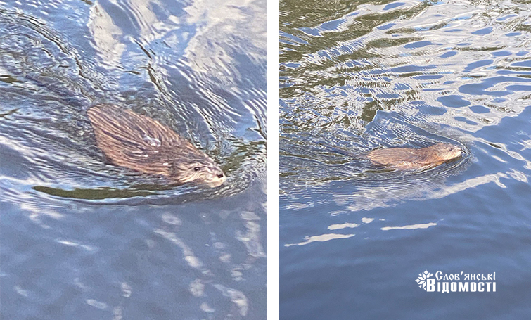 photo 5265168346691787014 y