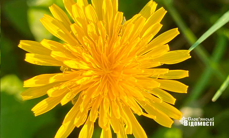 photo 5265168346691787209 y