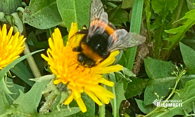 photo 5265168346691787214 y