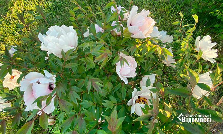 photo 5275995366539517507 y