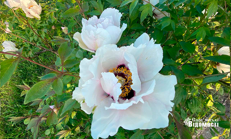 photo 5275995366539517508 y