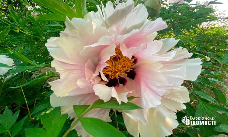 photo 5275995366539517519 y