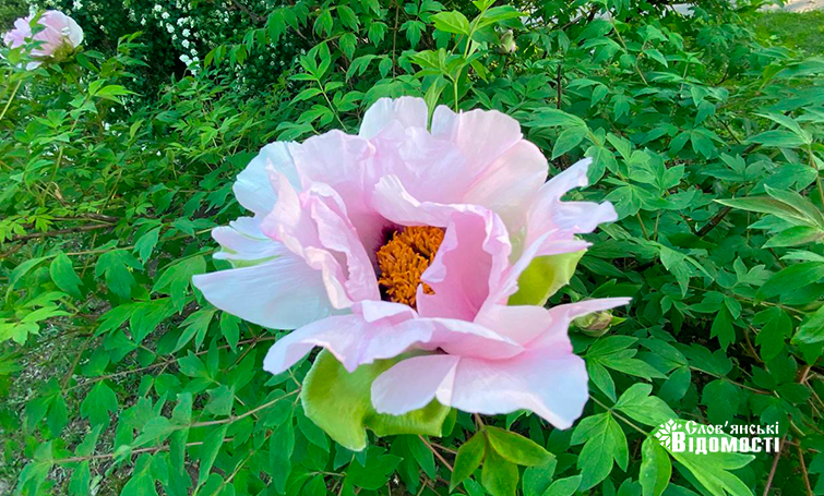 photo 5275995366539517522 y