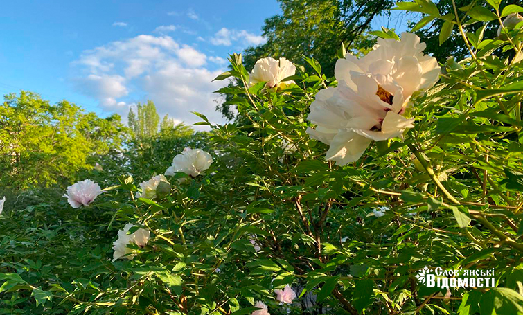 photo 5275995366539517527 y