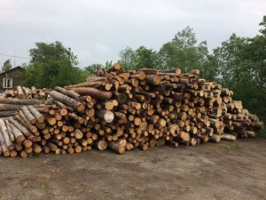 Понад 150 тисяч мешканців Донеччини мають потребу у паливній деревини