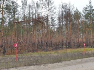 У Лиманському районі діє заборона на відвідування лісів