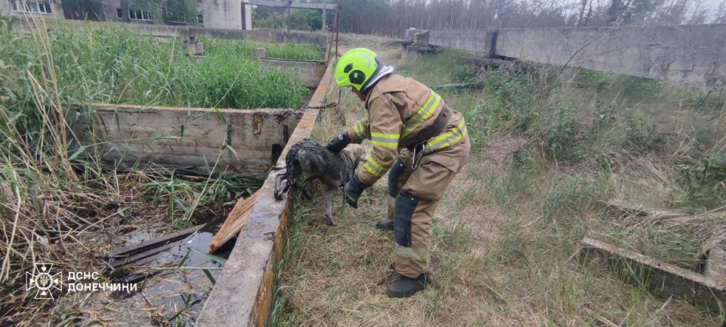 Надзвичайники Лиманського гарнізону врятували собак із водоймища
