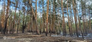 Пожежі у Лиманщині. Зведення від ДСНС