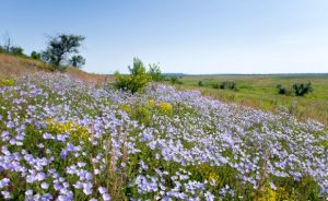 Церковний календар на червень 2024 року