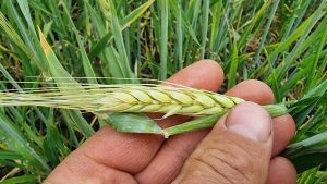 Які збитки в аграріїв через заморозки на Донеччині: оцінки, поради та прогнози