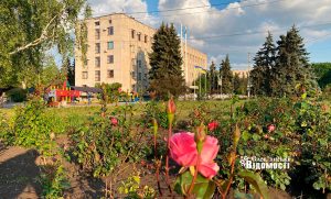 Квітучі троянди на Соборній площі Слов’янська: Візитівка міста