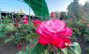 Дощ з грозою та спека: прогноз погоди у Слов’янську 31 травня