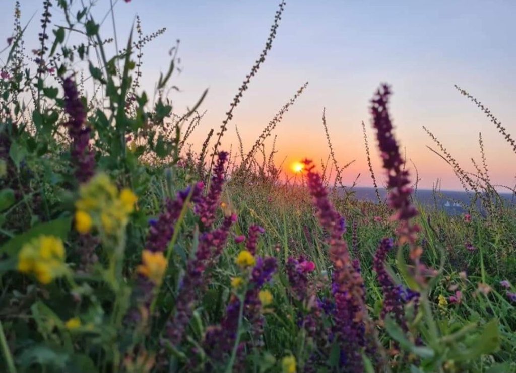 Скинь донат на підтримку тварин — отримай аромакилимок зі Святогір’я