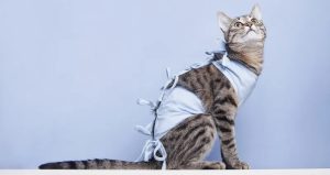 У Святогірську та Лимані безплатно стерилізуватимуть та вакцинуватимуть тварин