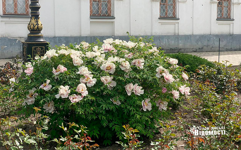 photo 5310233737721665645 y