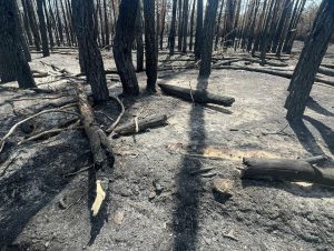 Національний Парк «Святі Гори» потребує обладнання для гасіння пожеж