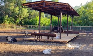 Контактний зоопарк зустрів літній сезон (фоторепортаж)