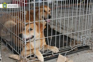 У Святогірській громаді планують стерилізувати безпритульних собак: скільки грошей на це витратять