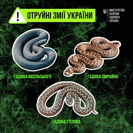 Як розпізнати отруйних змій і що робити у разі укусу – поради МОЗ