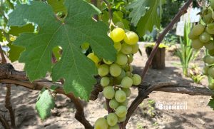 Прогноз погоди для Слов’янська на 31 липня