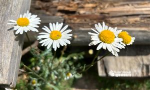 Погода у Слов’янську на 29 липня: Спека та надзвичайна пожежна небезпека