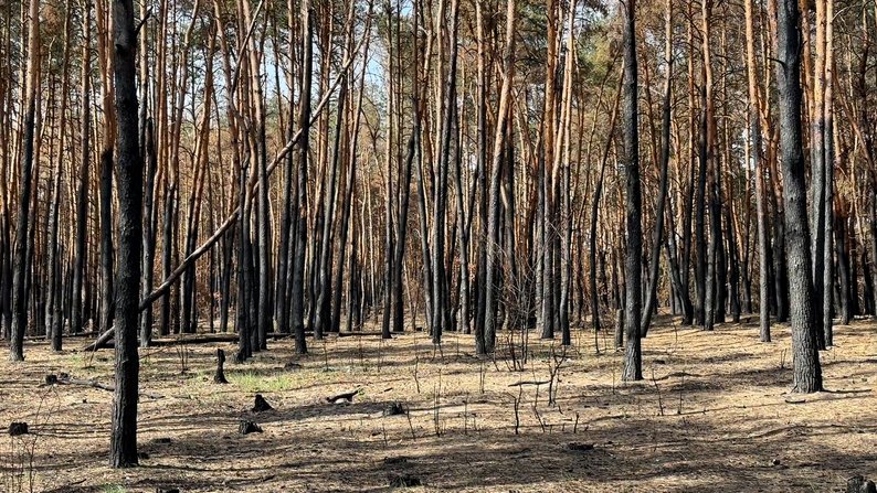 Як відновлюють та розміновують ліси Лиманщини після пожеж