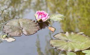 Голова Слов’янської МВЦА емоційно відреагував на знищення лілій у парку