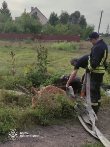 У Краматорську рятувальники врятували теля, яке впало в яму