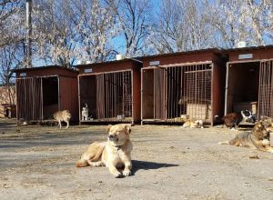 «Розширення або створення нового»: у Слов’янську створили петицію без дозволу волонтерів притулку для тварин «Дай шанс»