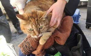 Евакуація з домашніми тваринами: як отримати дозвіл на проживання в місцях тимчасового поселення