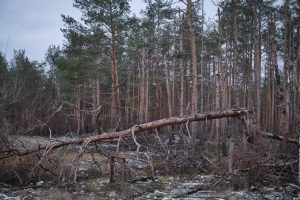 У «Святих Горах» на Донеччині знищено близько 80% лісу. Шкоду довкіллю нацпарку оцінюють у 16 млрд гривень