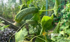 Прогноз погоди для Слов’янська на 01 серпня