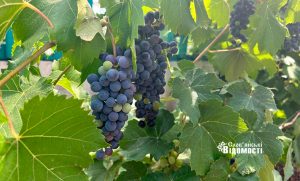 Погода у Слов’янську: мінлива хмарність і надзвичайна пожежна небезпека на 17 серпня