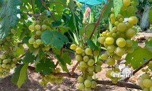 Погода у Слов’янську: невелика хмарність і спека 18 серпня