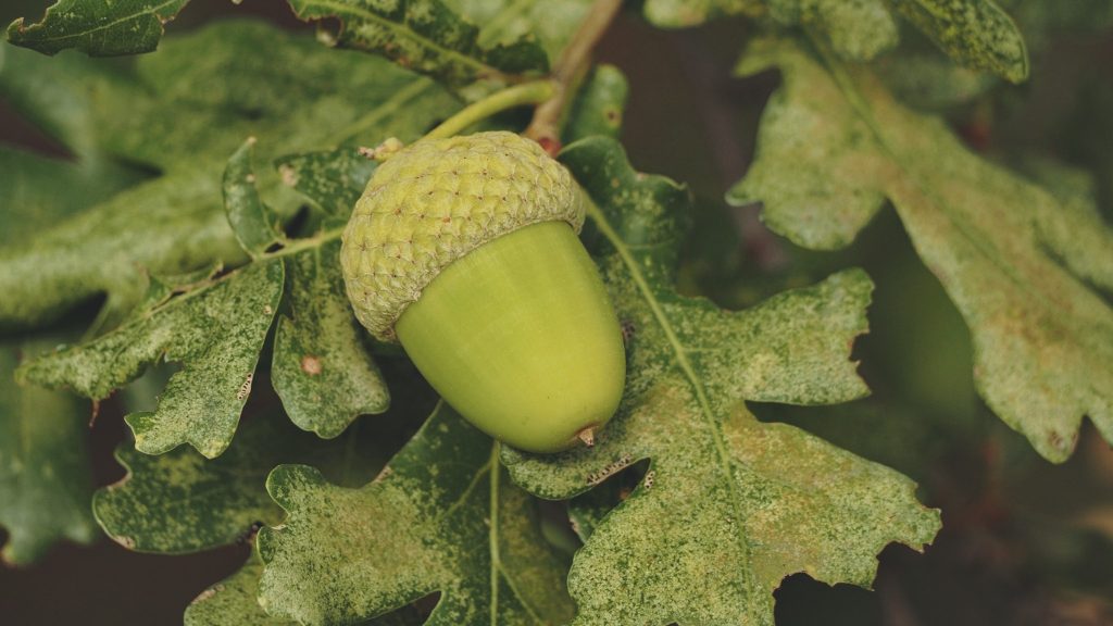 Слов’янський лісгосп скасував закупівлю жолудів на 300 тисяч