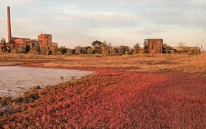 Слов’янський курорт: природні скарби та унікальні рослини на берегах солоних озер