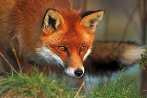 У 2024 році на Донеччині диких тварин не вакцинували проти сказу: причини та актуальна ситуація із захворюваністю