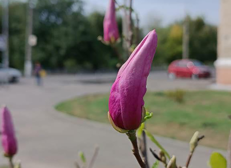У Слов’янську знову розквітли магнолії