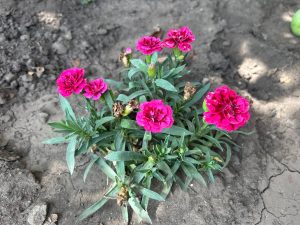 Погода у Слов’янську 19 вересня: Мінлива хмарність