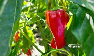 Прогноз погоди у Слов’янську на 10 вересня