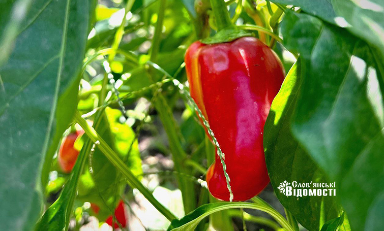 Прогноз погоди у Слов’янську на 10 вересня