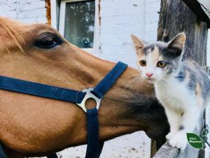 Військові на Донеччині врятували кобилу та передали її лісівникам Черкащини