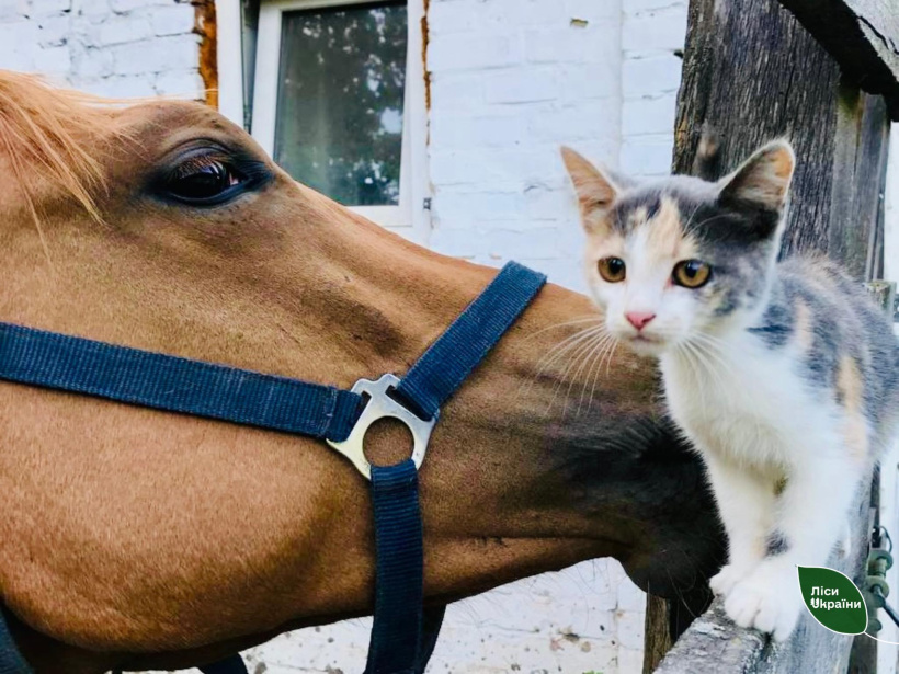 Військові на Донеччині врятували кобилу та передали її лісівникам Черкащини