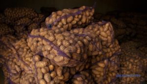 Овочі, баштанні культури і картопля: який врожай зібрали на Донеччині