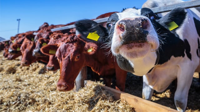 Фронт наближається — ферми Донеччини змушені скорочувати поголів’я худоби