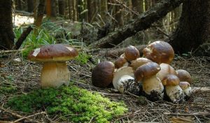 Чому люди, нехтуючи безпекою, збирають гриби? Пояснення психолога